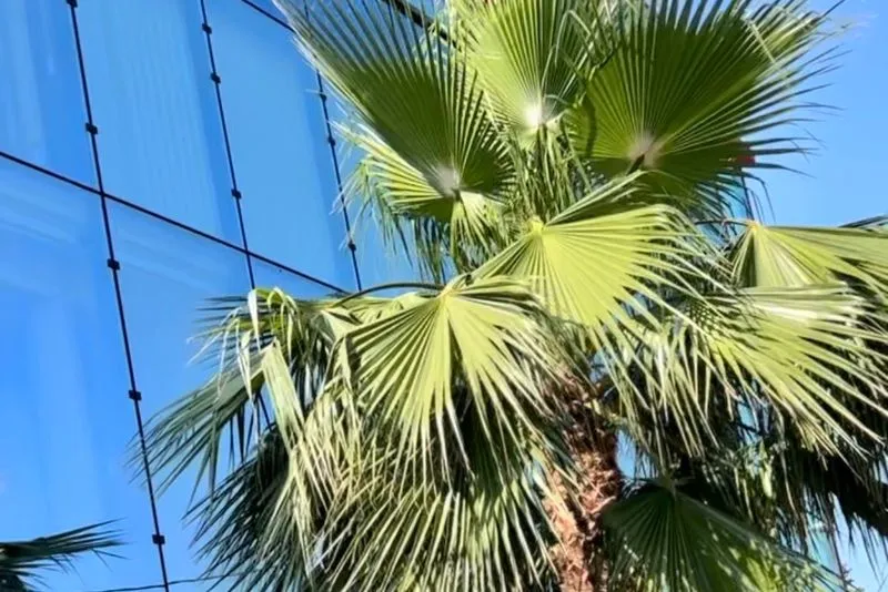 Extérieur avec palmiers, centre d'affaires Antibes